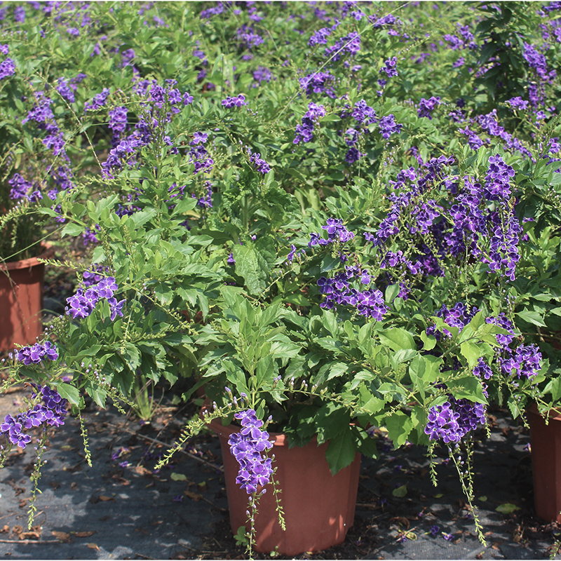 金露花盆栽 蓝精灵带花苞巧克力蕾丝 花园庭院 多年生木本 四季开