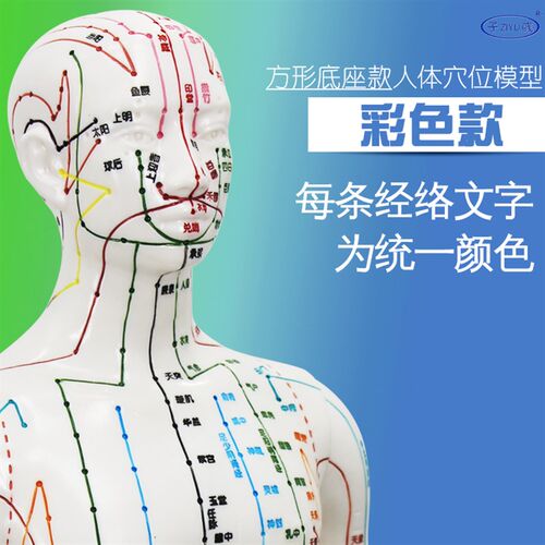中医针灸穴位人体模型教学男女全身十二经络彩色小皮人大号按摩图