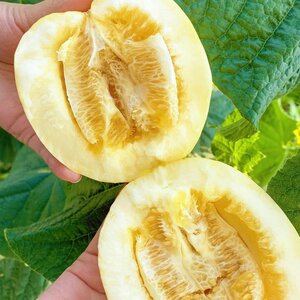 【顺丰包邮】山东小蜜蜂甜瓜小蜜罐早甜脆香瓜新鲜水果产地直发