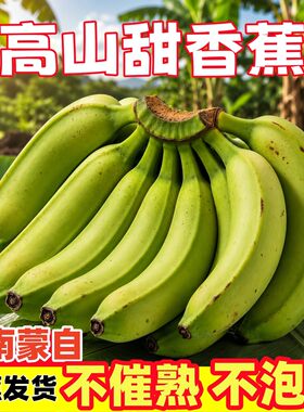 【超甜高山蕉】云南高原香蕉果香鲜甜非芭蕉小米蕉新鲜水果饱满