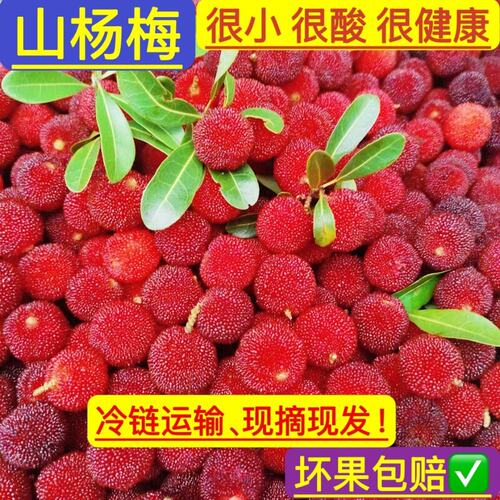 杨梅新鲜现摘山杨梅泡酒专用杨梅青红杨梅泡酒好材料