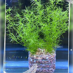 竹节草鱼缸水草净化水质蜈蚣草金鱼藻造景制氧阴性孔雀鱼躲避繁殖