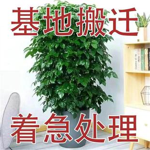 幸福树丛生独杆盆栽客厅家大绿植室内办公室绿宝开业乔迁新家开业