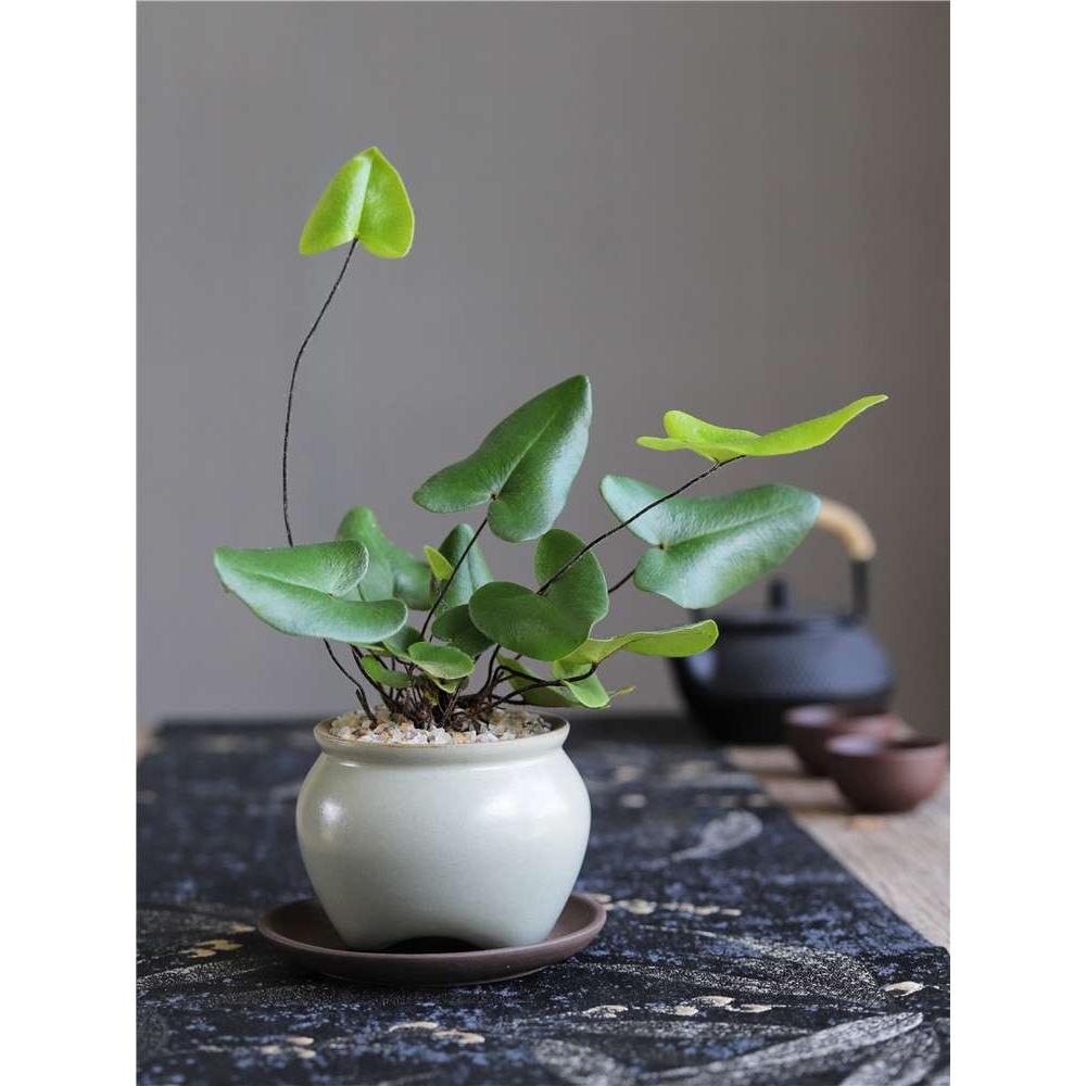 心愿蕨茶桌办公室桌面水培创意趣味绿植蕨类盆景盆栽净化空气加湿