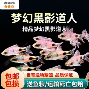 梦幻黑影道人鱼热带观赏鱼群游鱼活体新手好养易活草缸小精灵一眉