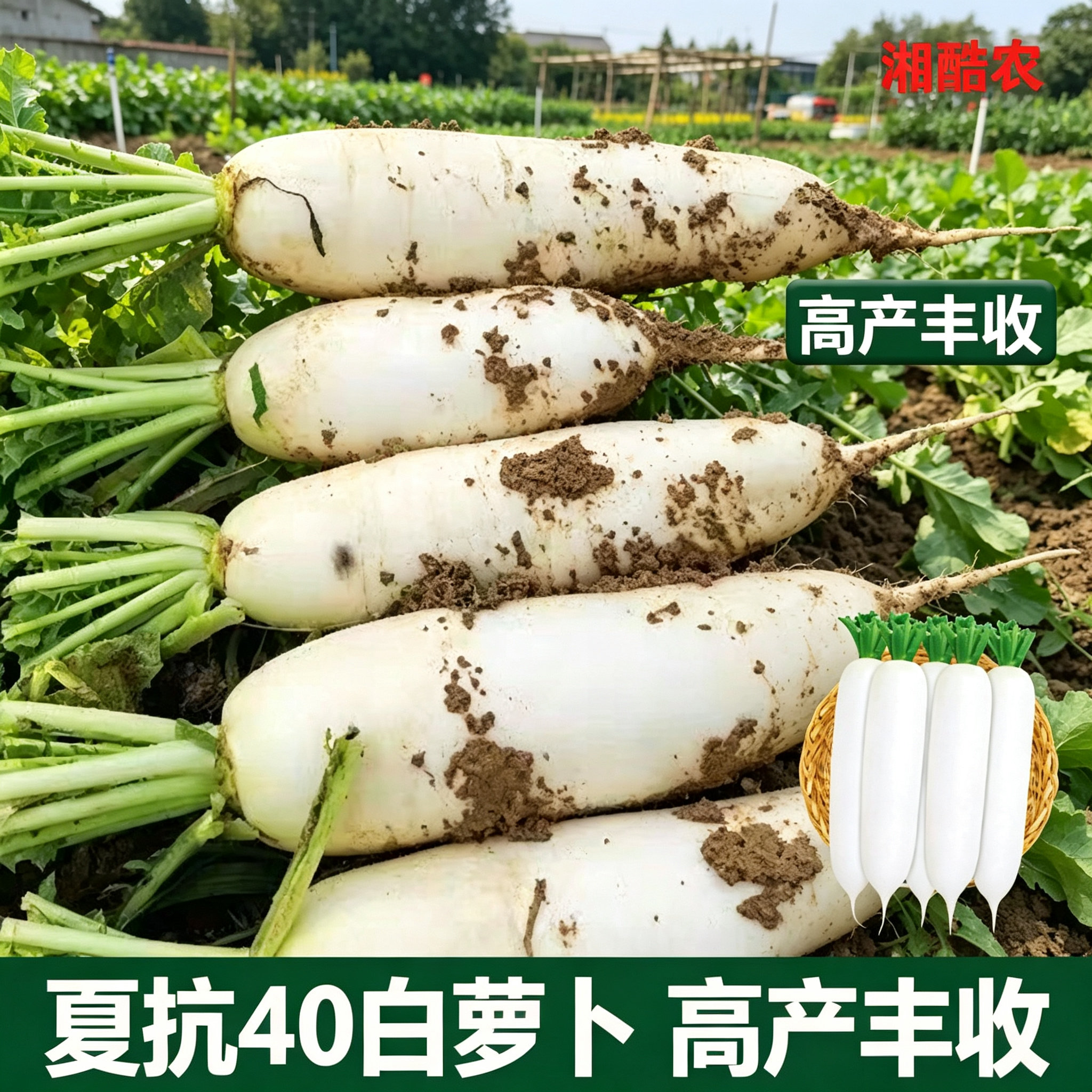 夏季耐热夏抗40萝卜种白萝卜种子罗卜夏播早熟白萝卜种籽JL