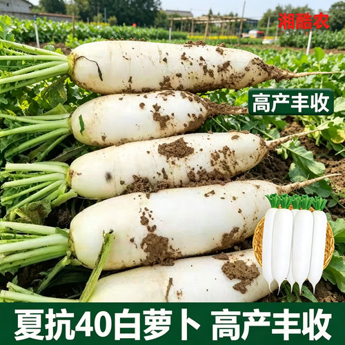 夏季耐热夏抗40萝卜种白萝卜种子罗卜夏播早熟白萝卜种籽JL