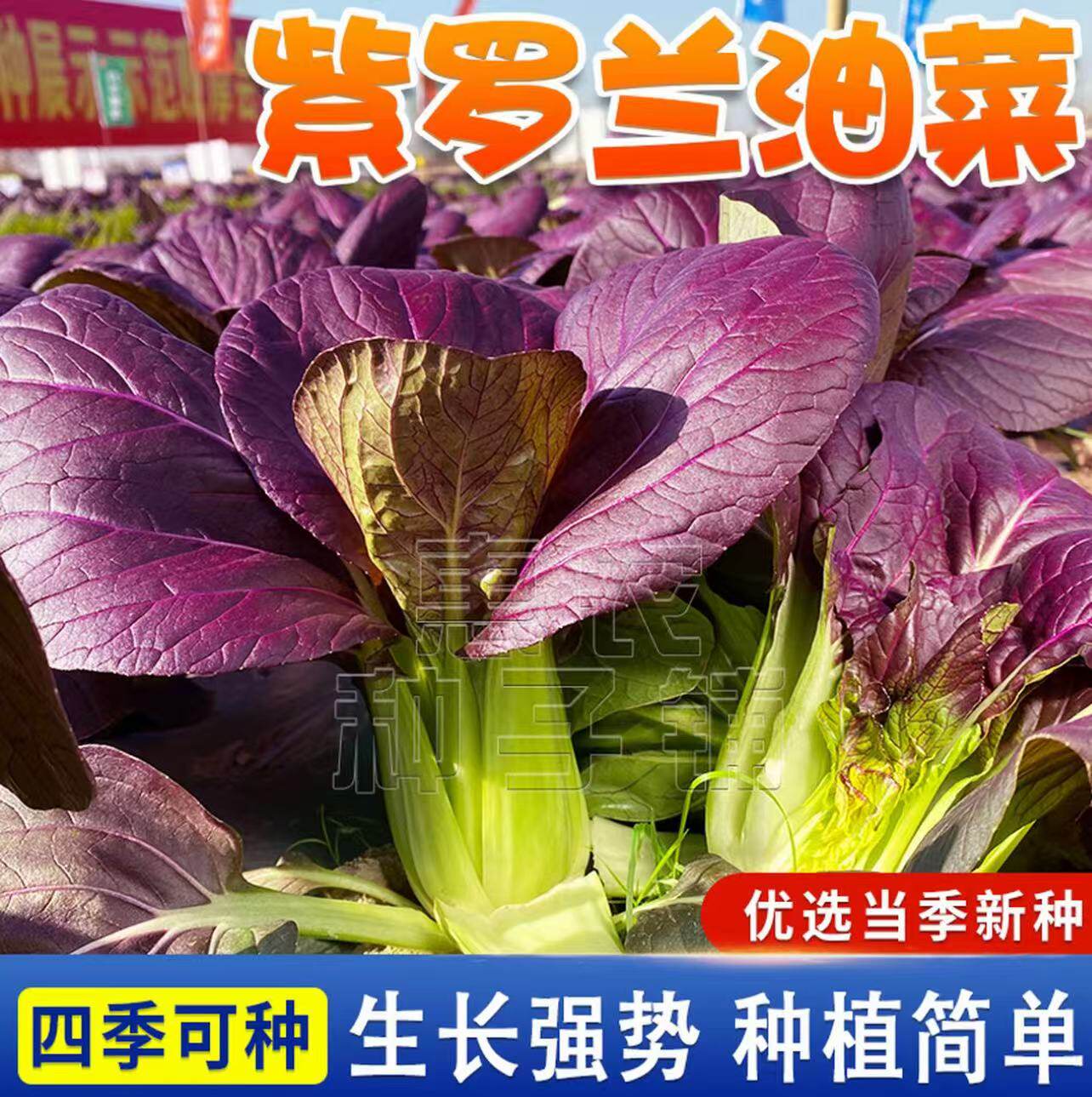 紫罗兰小青菜种子上海青小青菜籽耐寒蔬菜种籽子阳台四季蔬菜xp