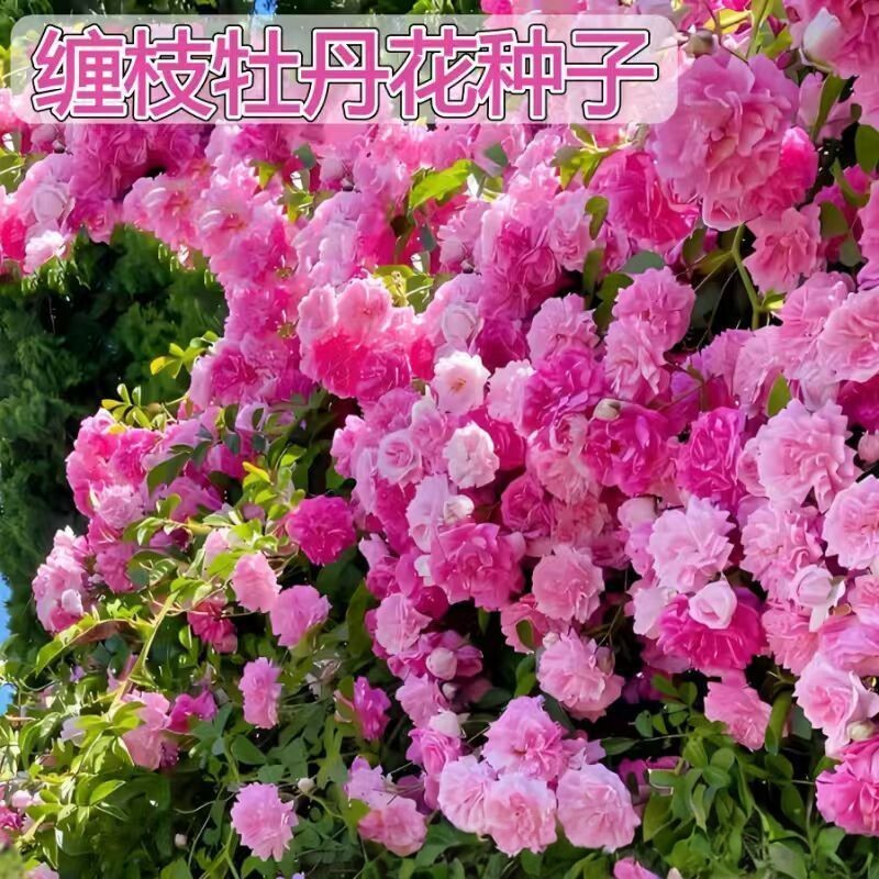 热销！缠枝牡丹花种球重瓣花苗耐寒热多年生阳台室内绿植花卉yz