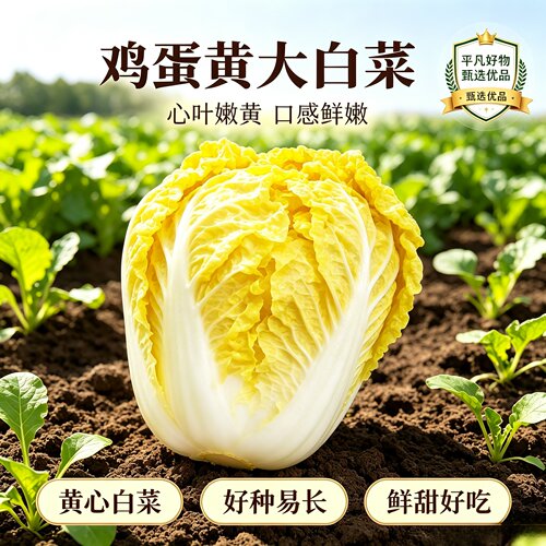 【19.9到手4000粒】鸡蛋黄大白菜种子北快菜黄心菜种籽四季白菜JL