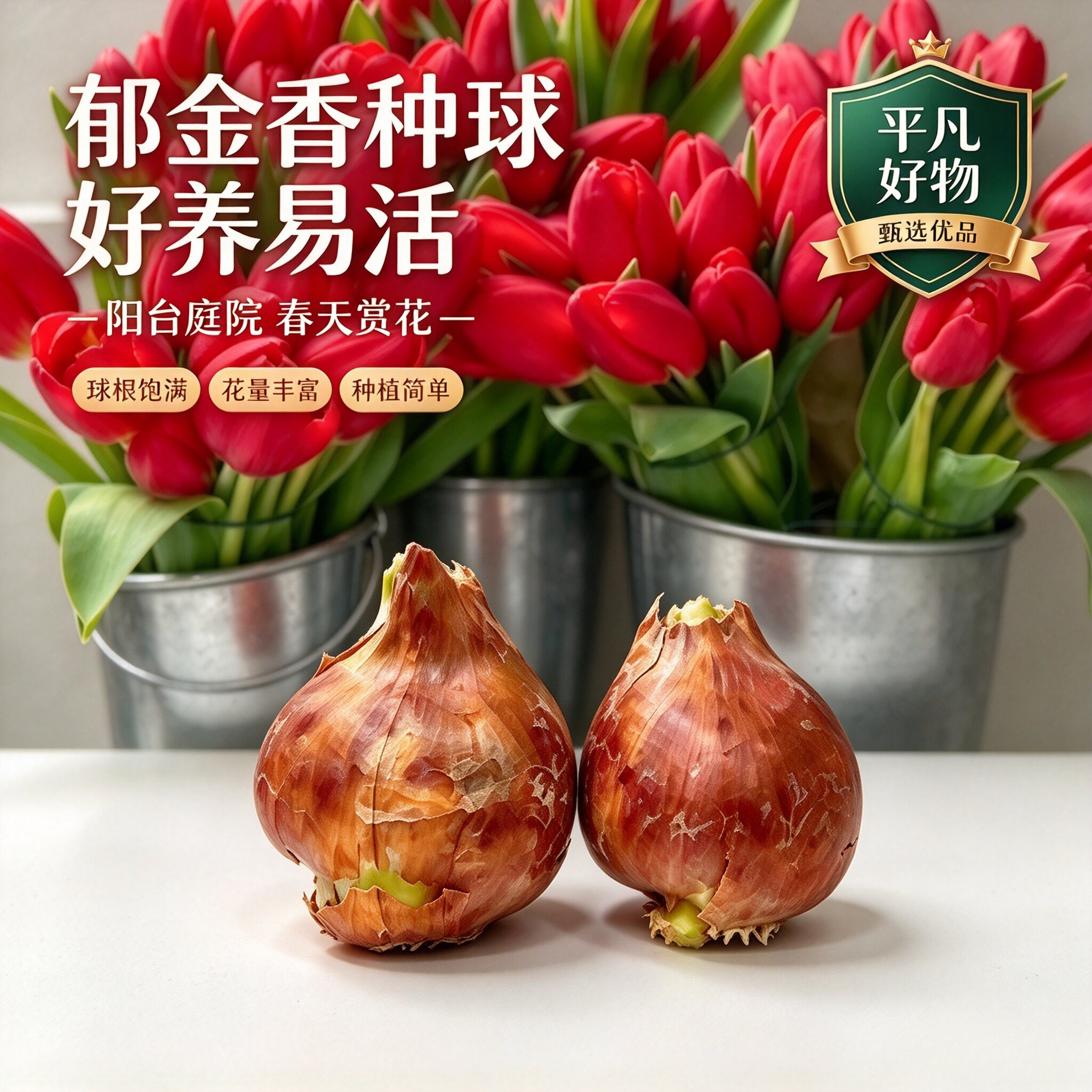 【郁金香种球】水培郁金香种球土培室内外阳台小院种植花卉种球JL
