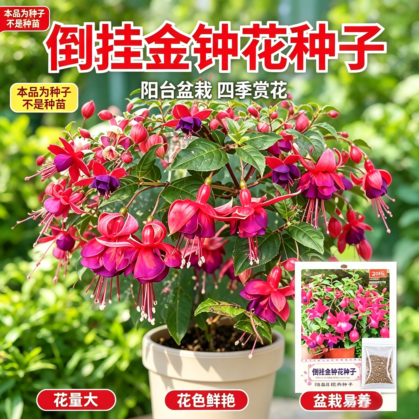 八月新种!浓香倒挂金钟花种子驱蚊虫花卉好管理四季好种yz