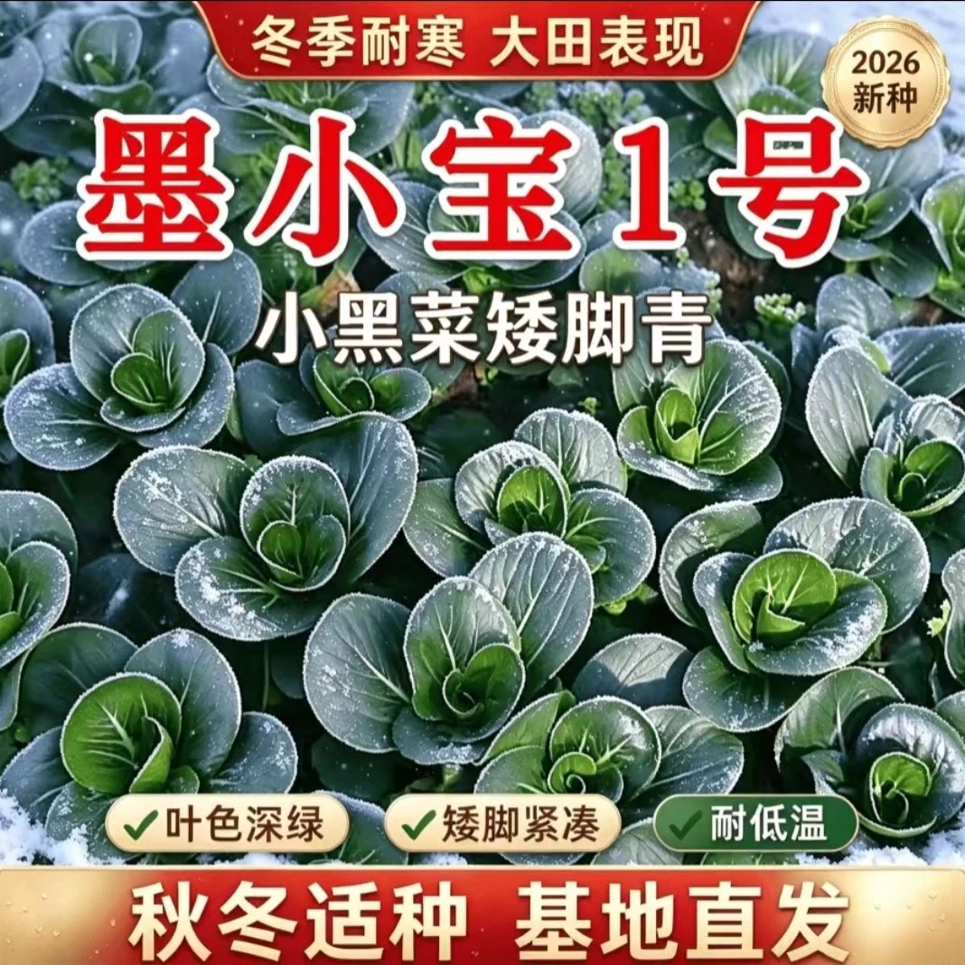 墨小宝1号青仔矮脚鲜嫩耐寒耐热适宜小菜园或大棚种植xp