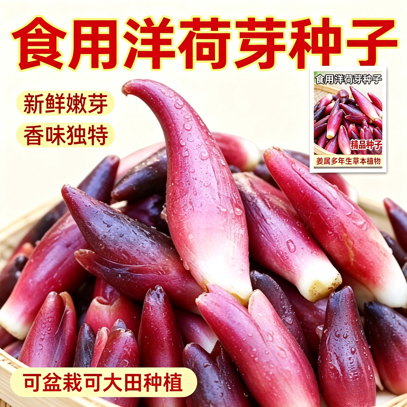 【新品！包邮】食用洋荷芽种子四季种植家庭阳台小院盆栽地栽yz