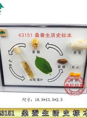 桑蚕生活史标本 J43151 小学科学实验器材 生物仪器 教学仪器