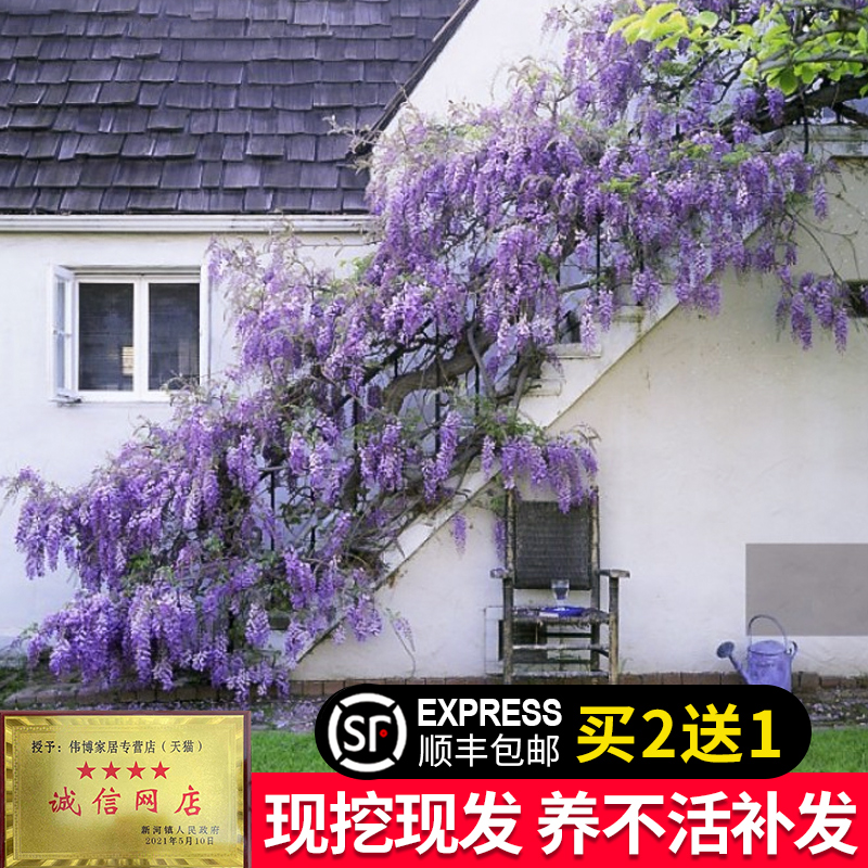紫藤花苗爬藤植物多花紫藤萝树阳台盆栽绿植庭院攀援耐寒四季易活