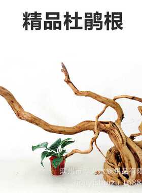 大量 杜鹃根木鲷鱼造景ADA景木造景树形沉木马来沉木树根