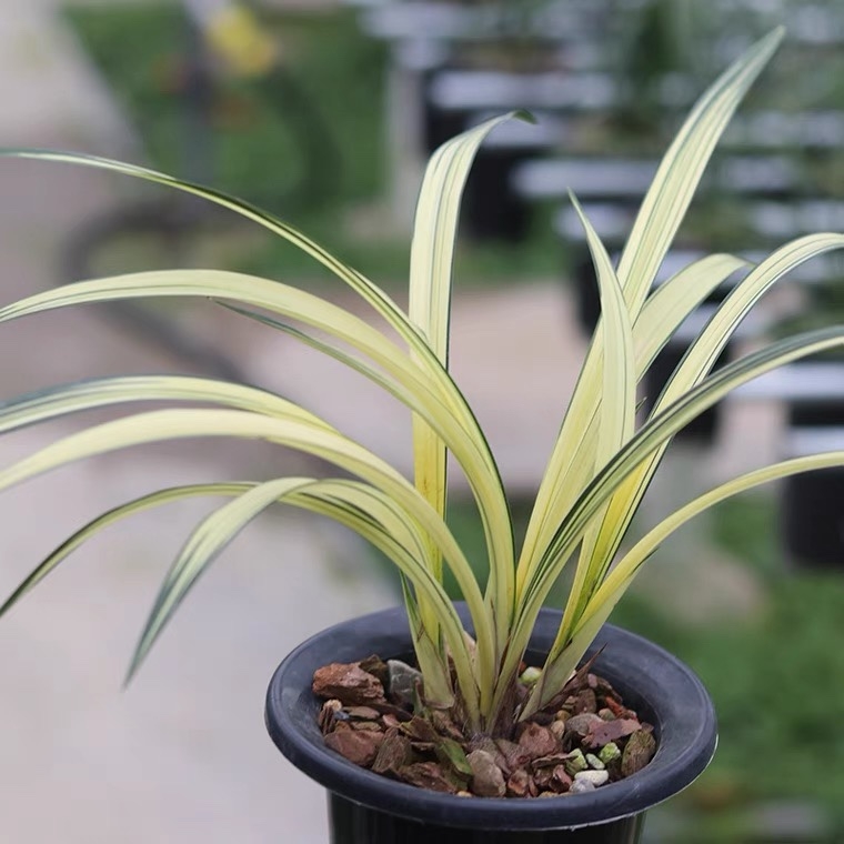 南阳之松观花赏叶铭品室内茶几