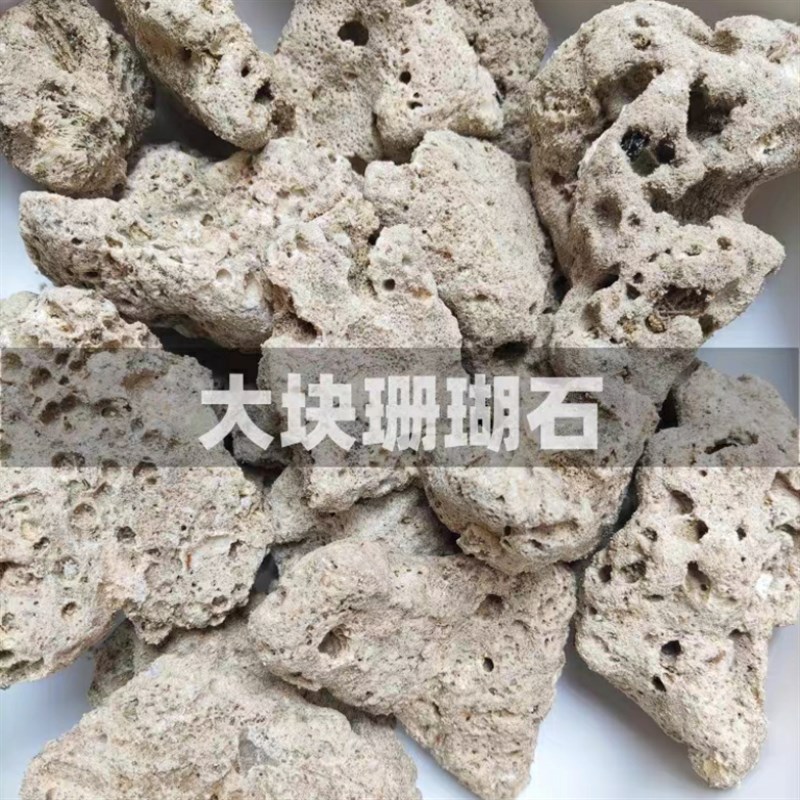大块珊瑚石50斤锦鲤鱼池过滤材C料鱼池滤材珊瑚骨天然珊瑚石过滤图片