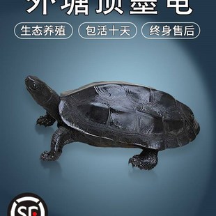 顶墨龟纯种全黑龟苗小乌龟活物巴西小青火焰麝香招财宠物中华草龟