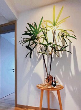 水培金山棕竹室内桌面绿植花卉观音竹四季常青发财竹好看办公室