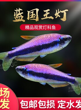 蓝帝王灯南美热带观赏鱼蓝国王灯皇后灯蓝帝提灯群游好养红绿灯鱼
