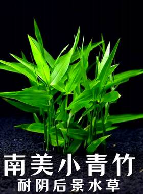 南美青竹淡水后景水草懒人水草定植环新手好养水培植物喜阴性水竹