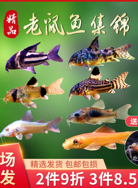 老鼠鱼活体清道夫金苔鼠花椒鼠白鼠清洁工具鱼底栖鱼除藻吃青苔鱼