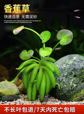 进口结蕉香蕉草水草活体水中叶懒人鱼缸造景淡水前景草新手易养活
