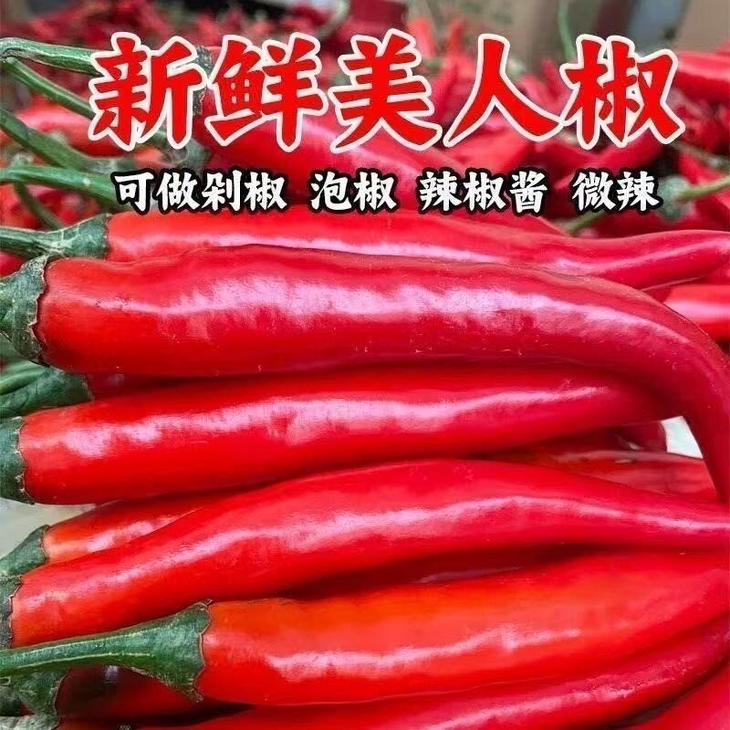 现摘美人椒红椒微辣新鲜鲜椒做辣椒酱剁椒泡辣椒专用美人椒红辣椒