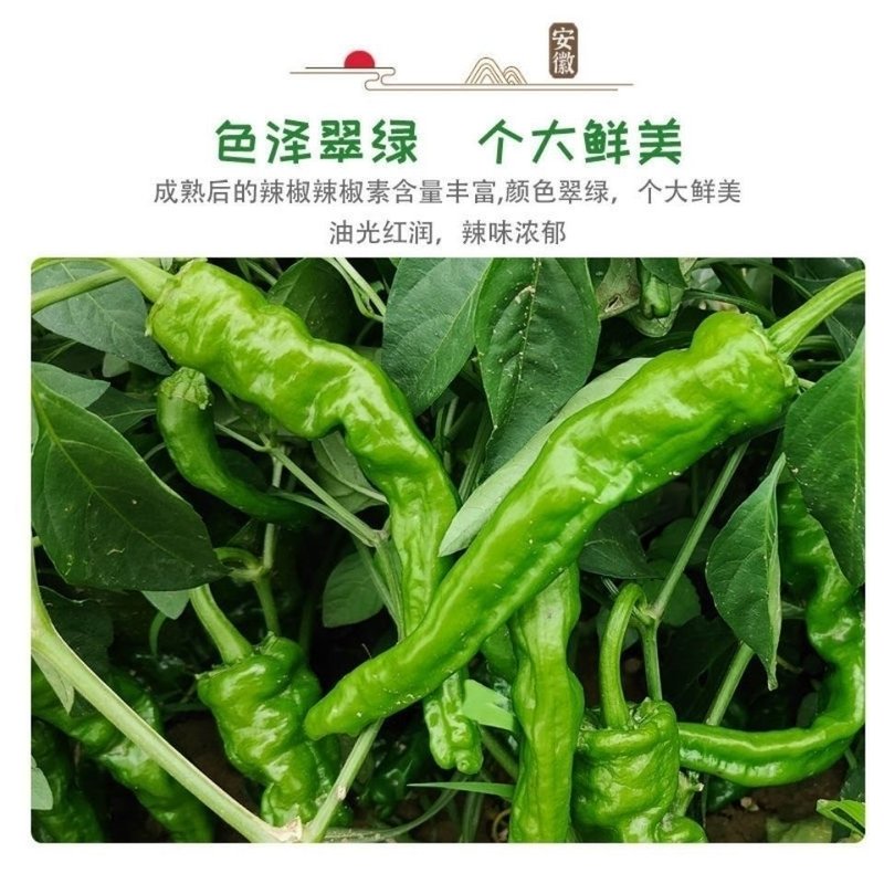 会龙特辣爆辣爆香小皱皮辣椒翠绿螺丝椒辣子鸡专用辣椒1斤3斤5斤