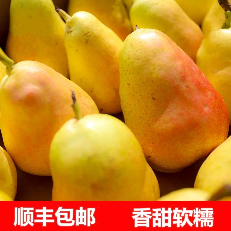 【顺丰现发】甘肃香蕉梨正宗太婆梨水果新鲜大头梨茄梨软梨啤梨