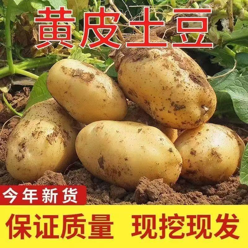 【到手9斤】新鲜现挖黄心土豆粉面沙糯洋芋当季农家马铃薯蔬菜家