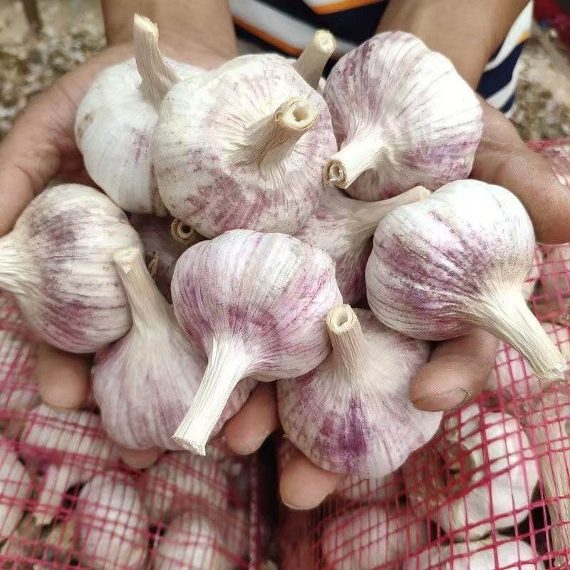 (直播专享)2026新干蒜紫白皮香大蒜新鲜大蒜头新晒干大蒜新蒜
