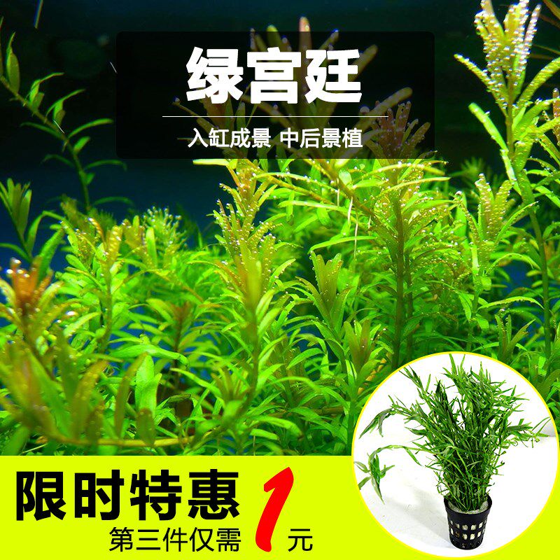 绿宫廷水草中后景阴性水草新手好养宫廷草水族鱼缸荷兰景造景水草