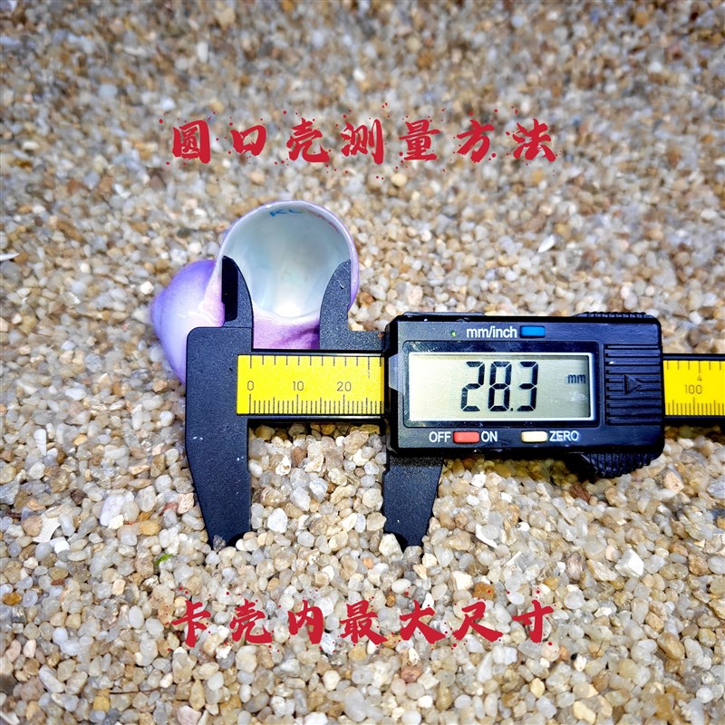 寄居蟹手工替换壳2.5口现货不掉皮不开边环保材料