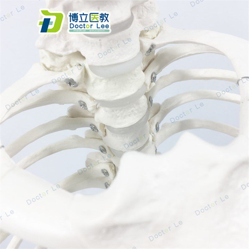 医学人体脊柱胸廓结构模型 脊椎整骨胸骨肋骨胸腔骼V 骶骨尾骨模
