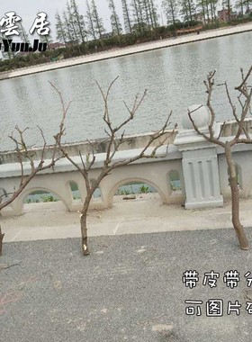 原木干枝分枝干树枝装饰树干枯枝室D内天花板挂灯插花挂件舞台摆