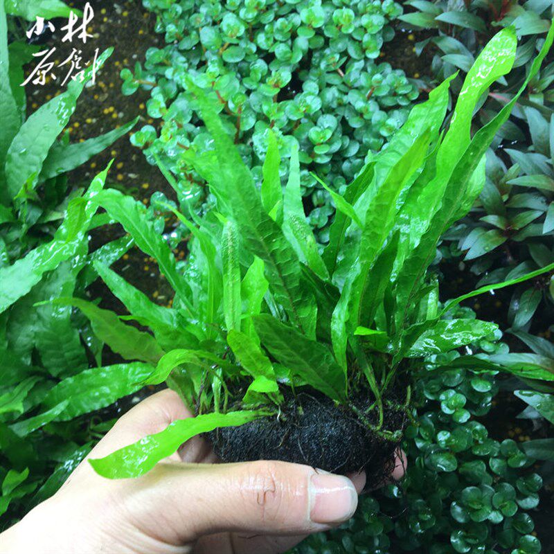 活体懒人入门造景真水草水生蕨类皇冠鹿角细叶铁皇冠坨草无需CO2