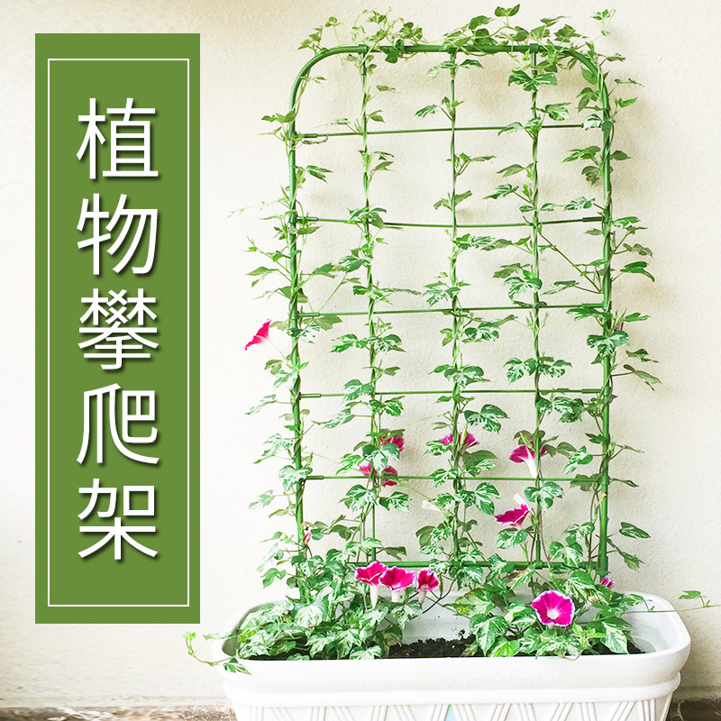 阳台植物爬藤花架喇叭花铁线莲造景屏风盆栽牵牛花攀爬网格架子图片