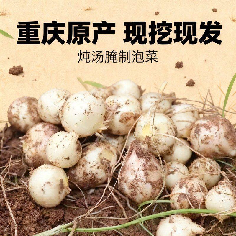 重庆当季新鲜团葱苦藠小根蒜薤白可炖汤腌制泡菜当季现挖美味可口