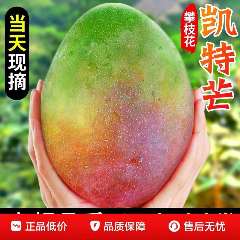 【放软吃】四川攀枝花青皮凯特大芒果当季新鲜现摘皮薄肉厚坏果包