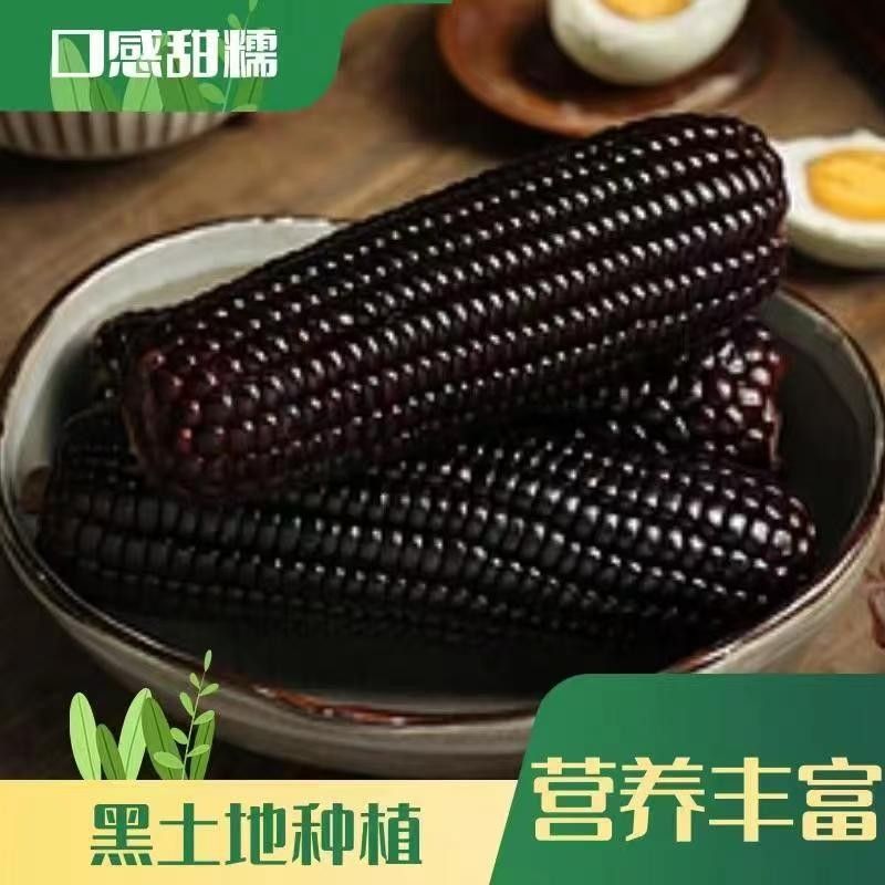 【整箱7.5-8斤】26年头茬东北黑色蓝莓黑玉米280-380克12棒试吃5
