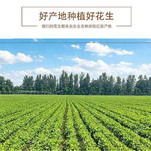 吉林四粒红（带壳生花生）产地直发红皮花生新货水煮花生五红汤原