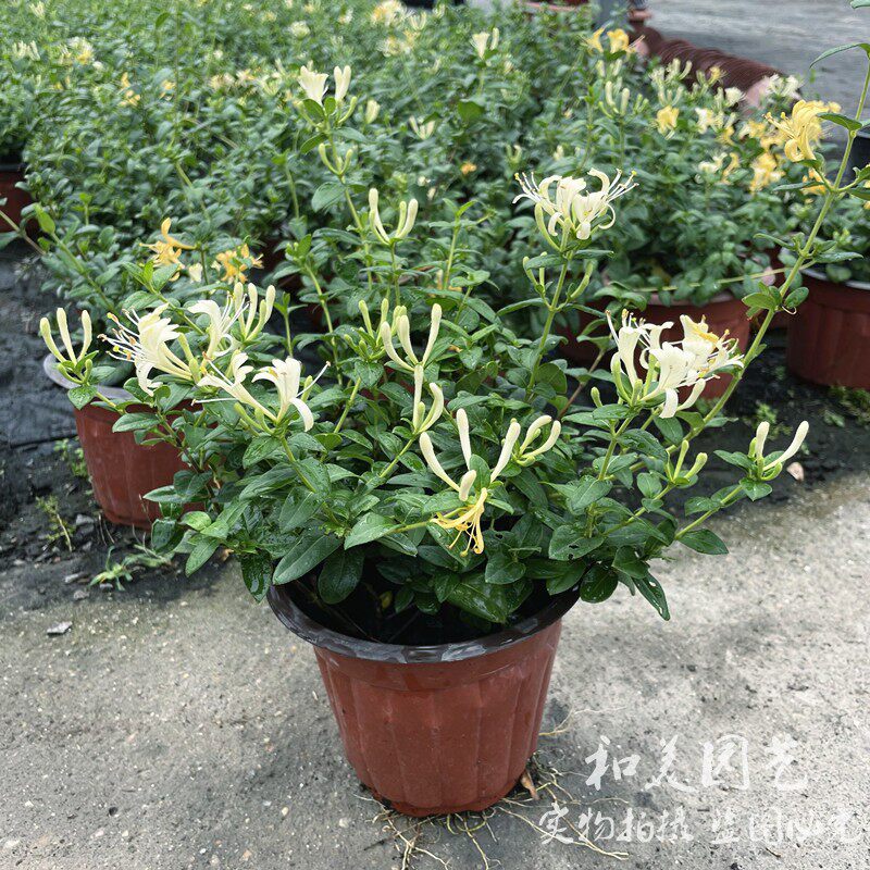 藤本多年生木本植物 红色金银花盆栽清香木本爬藤植物 四季常青