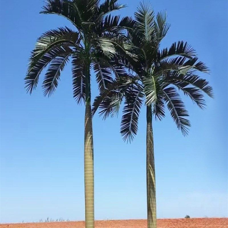 热带绿植装饰假椰树叶子户外假树棕榈树仿真椰子树大型人造景观树