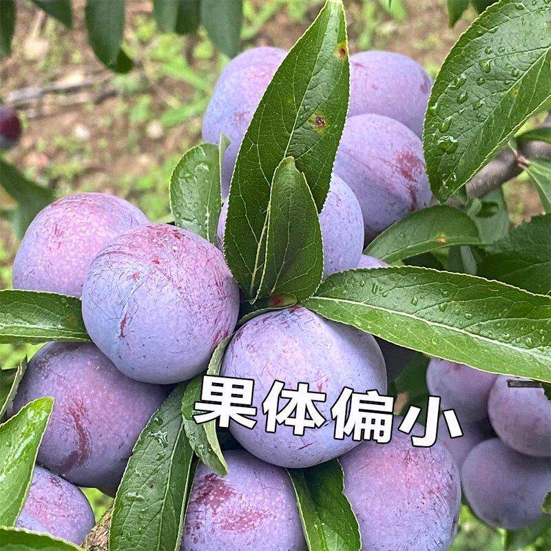 【京东】汶川脱骨脆红李子四川高山新鲜水果 个头偏小但真的好吃
