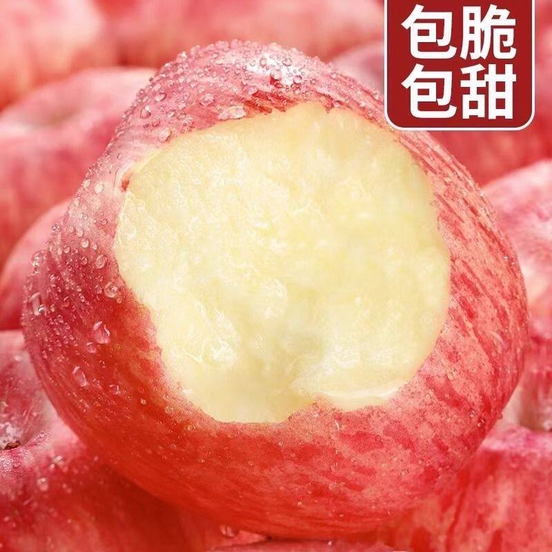 【26年现摘早熟富士苹果】产地直发陕西洛川红富士脆甜苹果香甜多