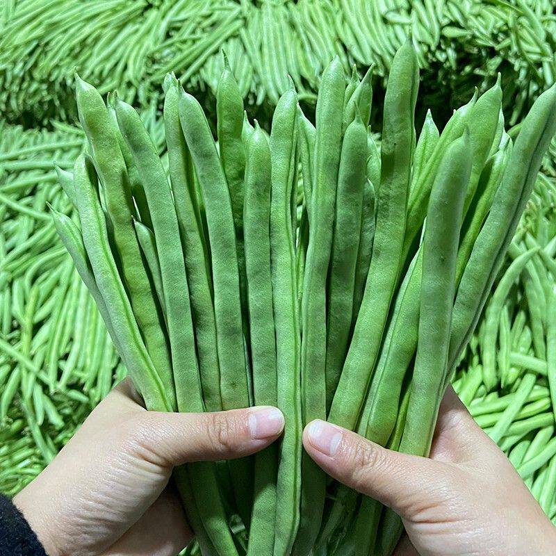 云南四季豆新鲜豆角刀豆鲜嫩高山露天农家种植现摘现发时令蔬菜