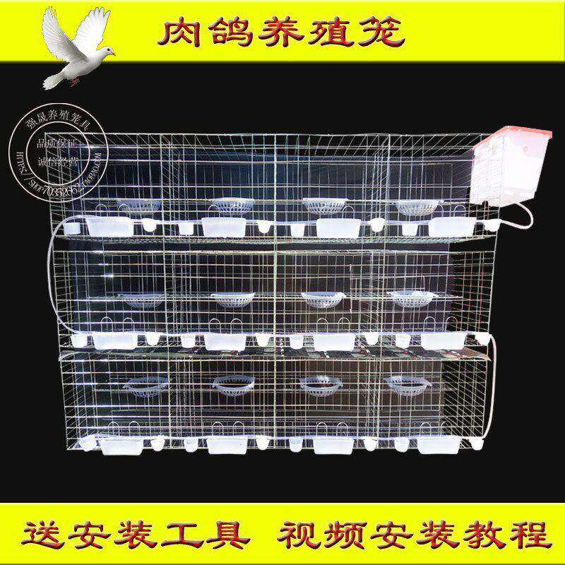 鸽子笼大鸽笼具位位位型加粗号配对笼用繁大殖笼2vdltbTB肉鸽养殖